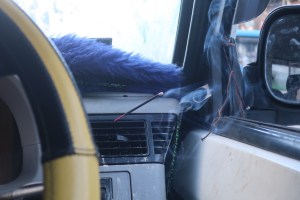 Mein Sumo-Fahrer ist Buddhist. Vor der ersten Fahrt entzündet er ein Räucherstäbchen.