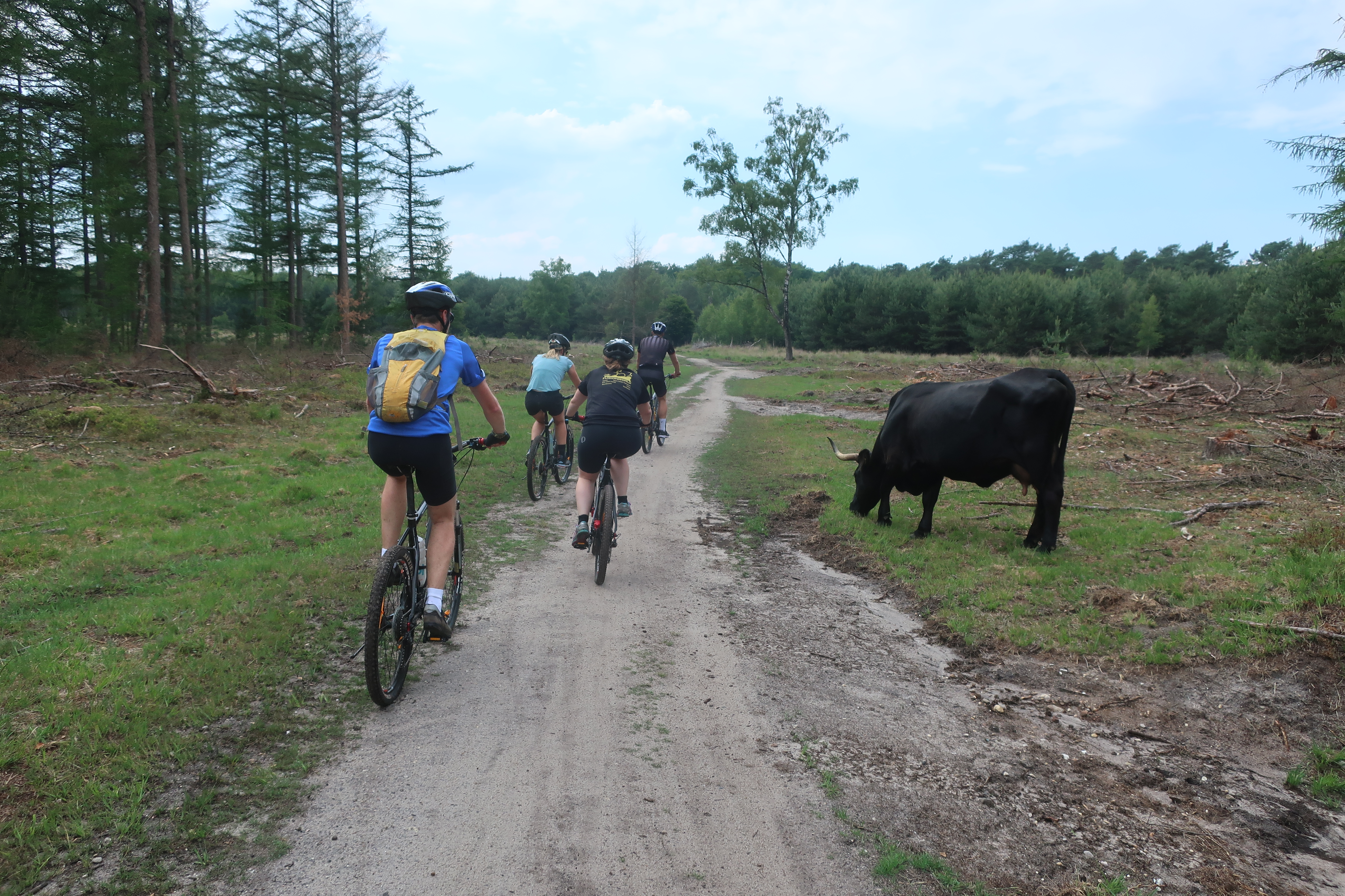 Kühe auf dem Trail.