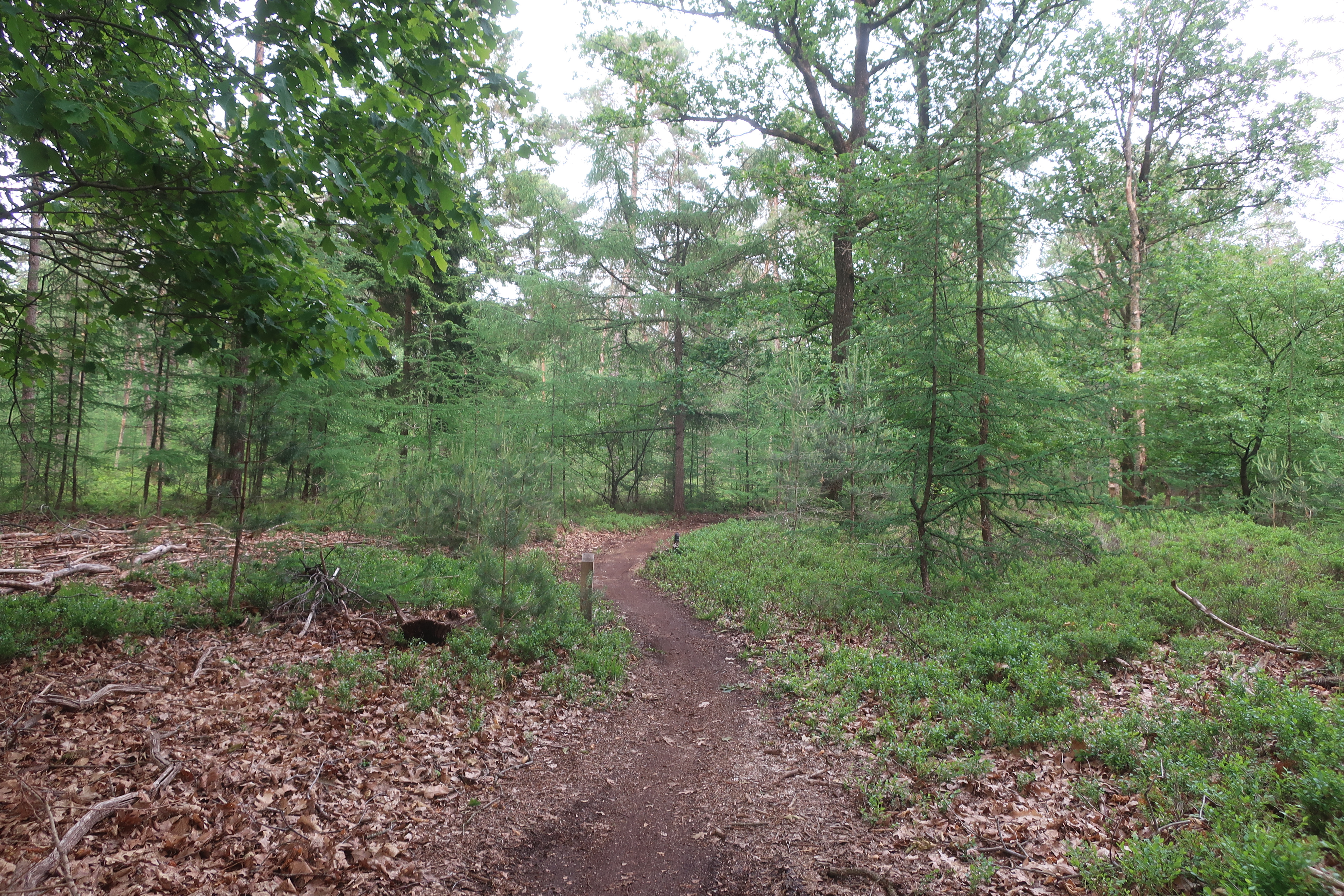 Singletrail beim Mountainbiken in Ede.