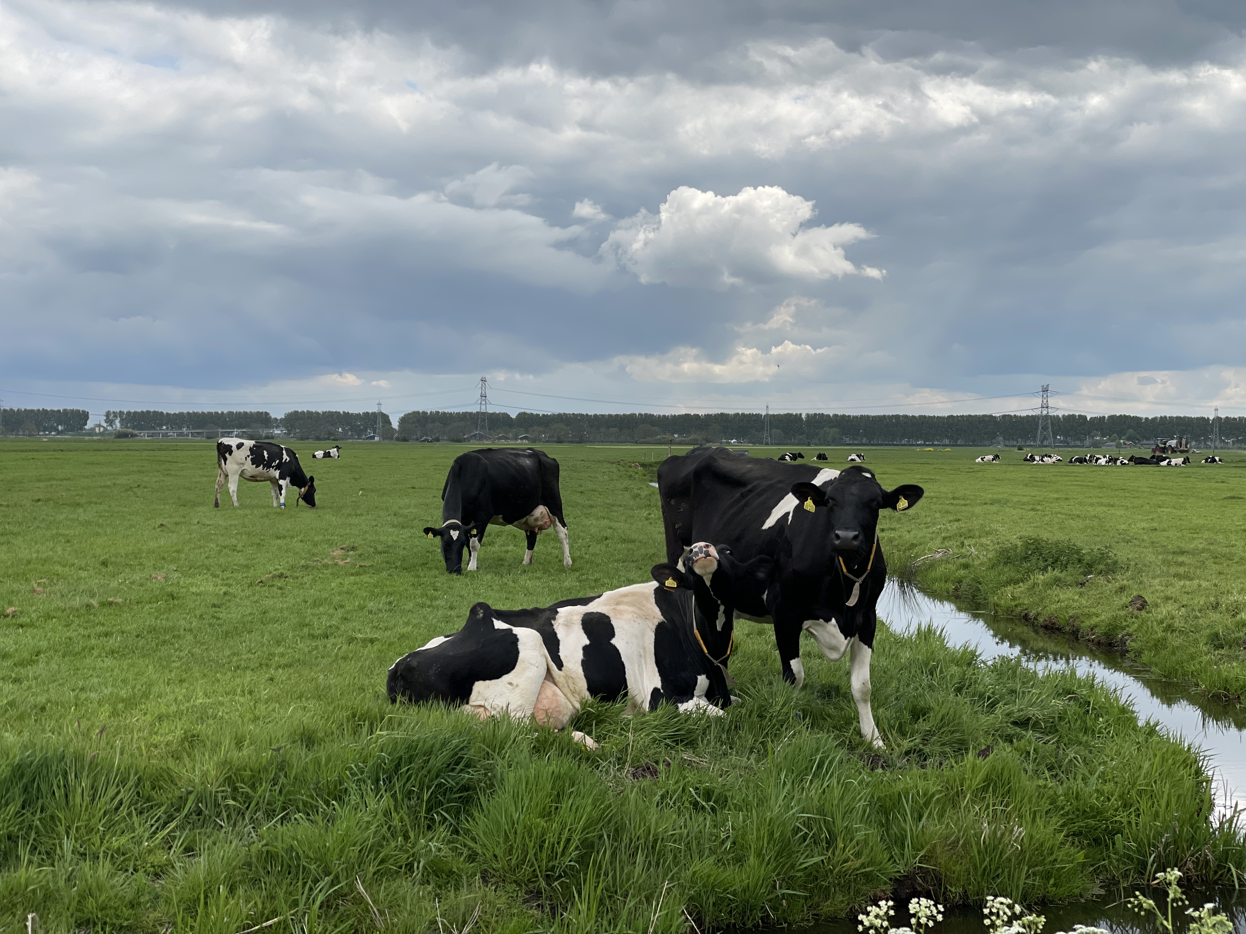 Kühe zwischen Amsterdam und Utrecht.