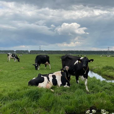 Kühe zwischen Amsterdam und Utrecht.