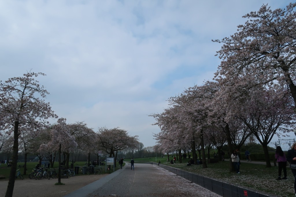 Kirschblüten im Westerpark, Amsterdam.