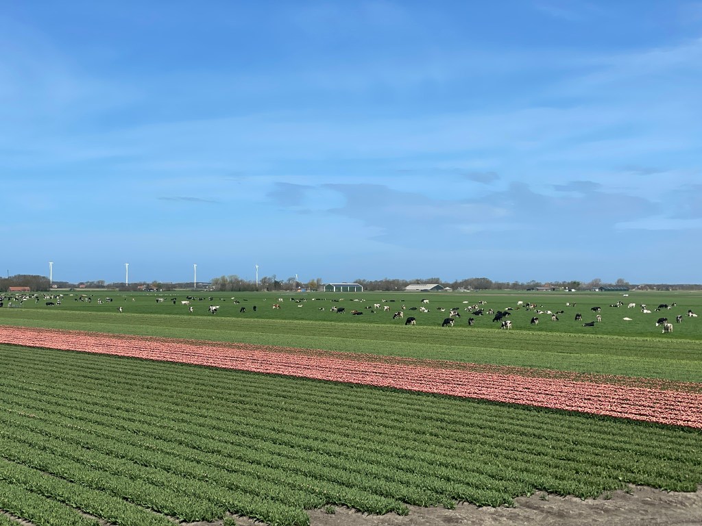 Blumenfeld bei Burgerbrug, Noord-Holland.