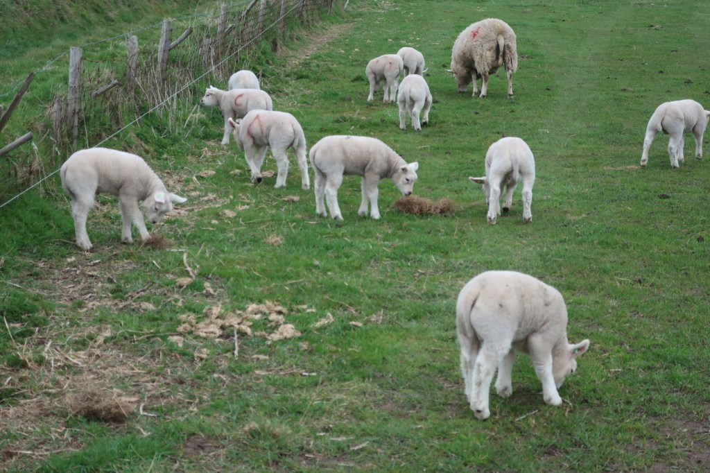 Ganz viele Lämmchen.