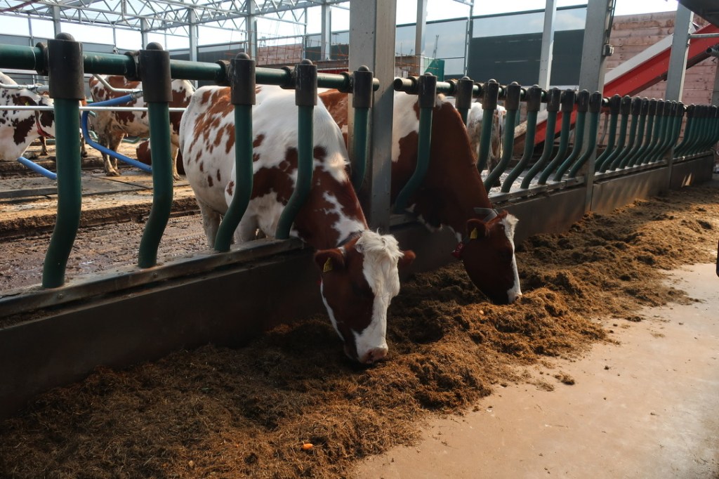 Kühe beim Fressen in der Floating Farm.