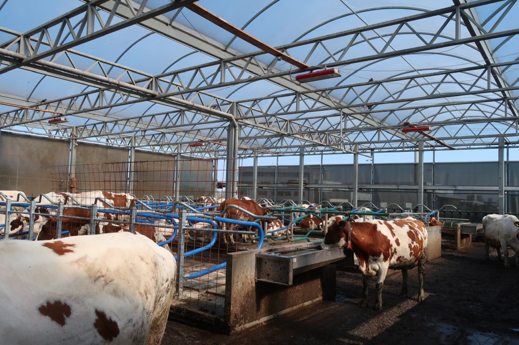 Der Stall der Floating Farm von innen.