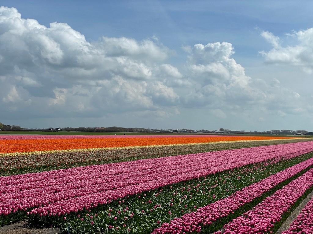 Blumenfeld in bei Stolpen, Noord-Holland