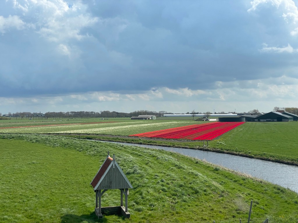 Blumenfeld bei Krabbendam, Noord-Holland.