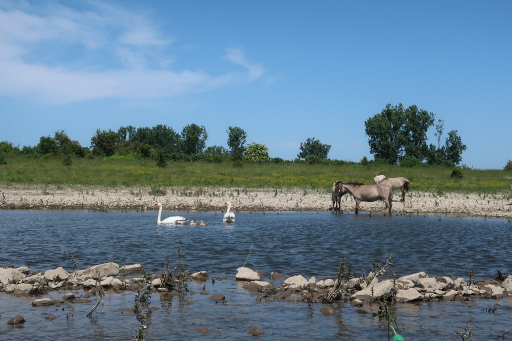 Pferde und Schwäne an der Maas.