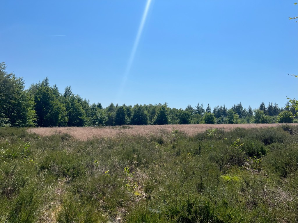 Heide im Utrechtse Heuvelrug.