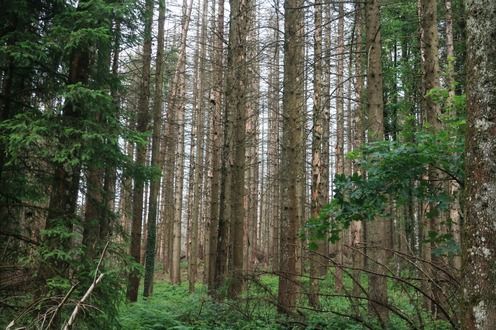 Sterbende Fichten im Sihlwald.