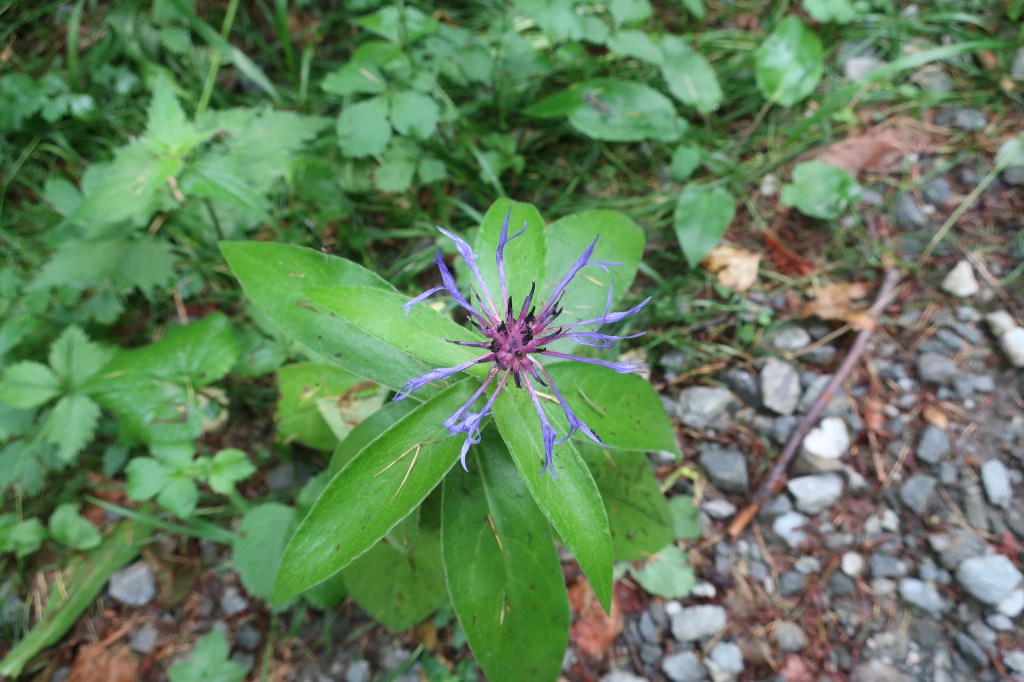 Wilde Blume im Sihlwald.