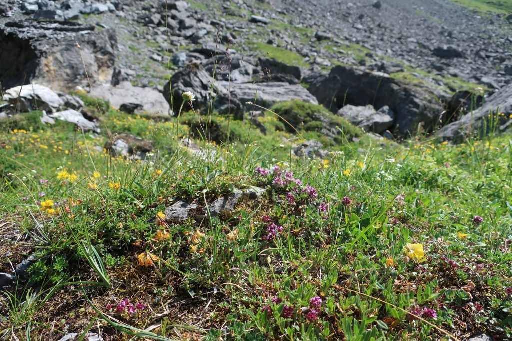Bergblumen bei Gamchi.