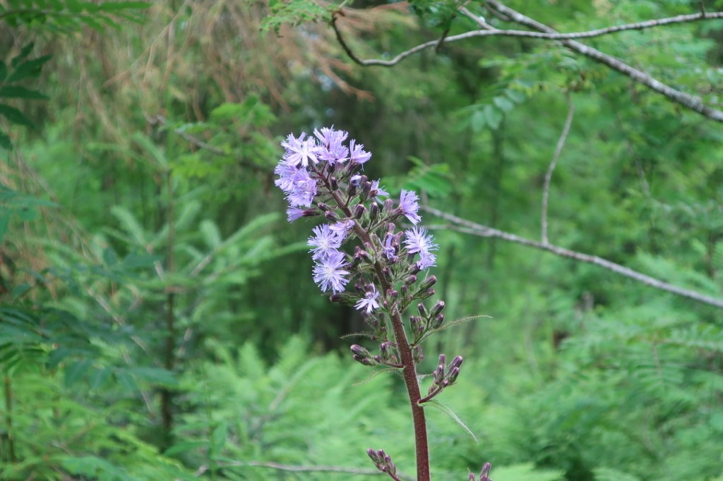 Blume im Horewald weit oberhalb von Leissingen.