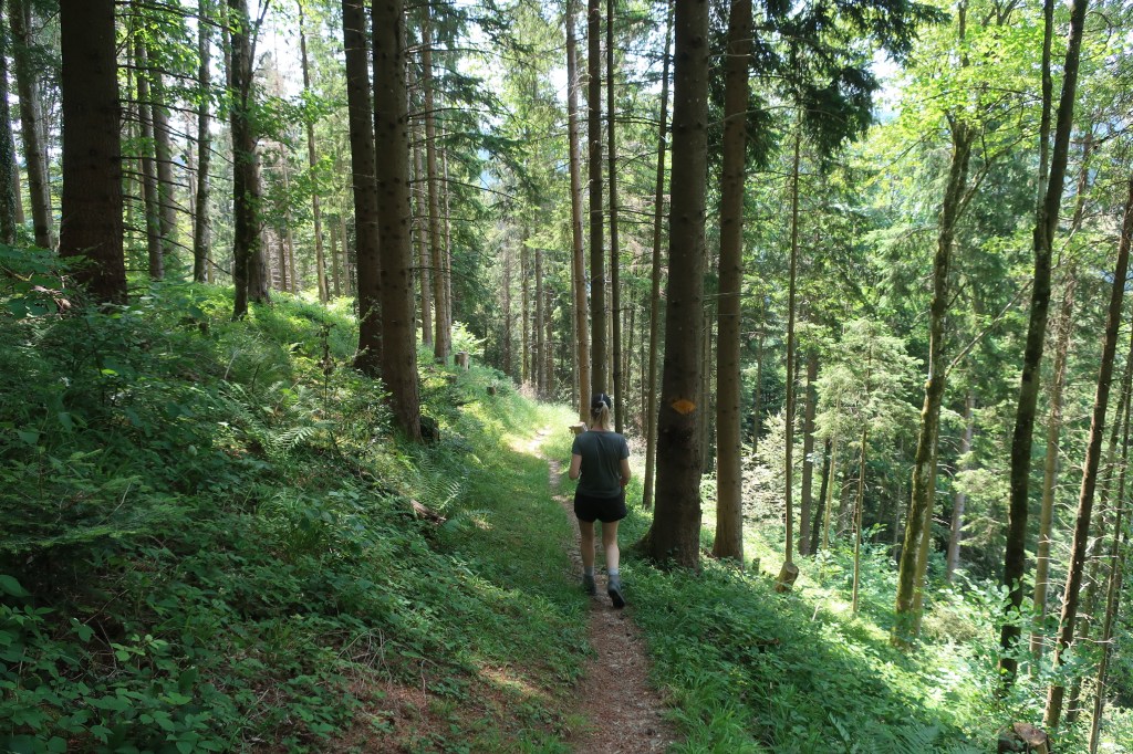 Im Wald beim Rüeblispitz, Menzberg.
