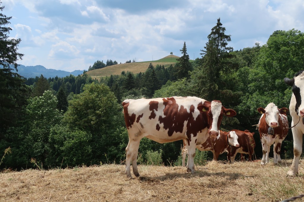 Kuh beim Oberlehn, Menzberg.