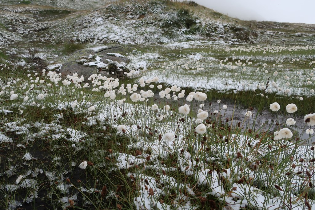 Alpen-Wollgras im Schnee auf der Greina-Ebene.