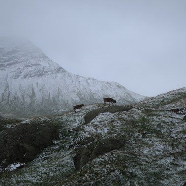 Guschti im Augustschnee. Bei Punkt 2343 auf der Greina Ebene.