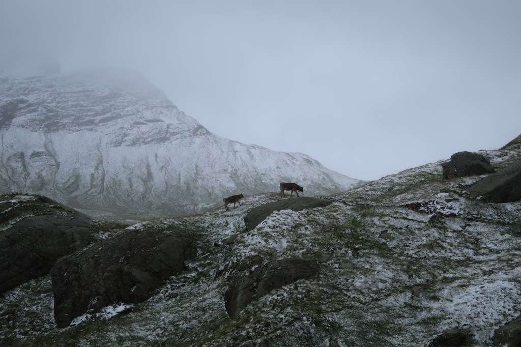 Guschti im Augustschnee. Bei Punkt 2343 auf der Greina Ebene.