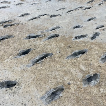 Spuren im Dreck. Beim Wadlopen bei Noordpolderzijl.