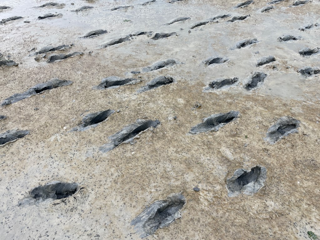 Spuren im Dreck. Beim Wadlopen bei Noordpolderzijl.