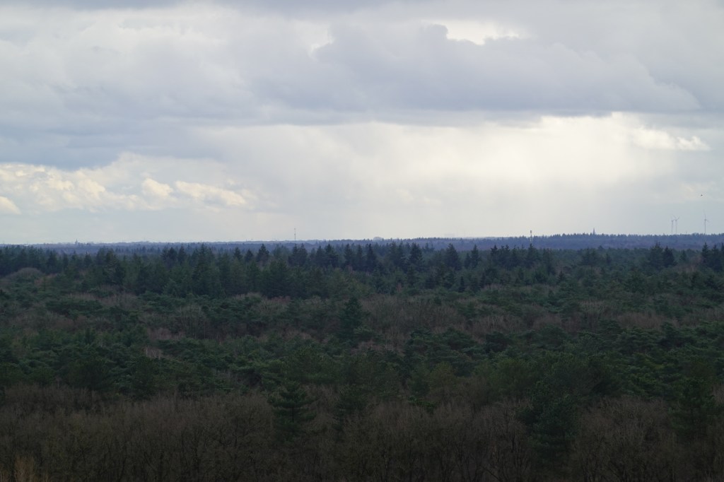 Blick über den Wald in Richtung Südosten.