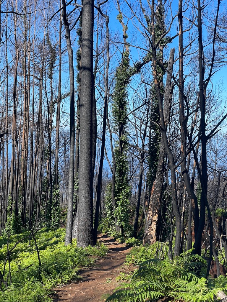 Trail durch den Wald. Oberhalb von Raposeira Do Logarinho.