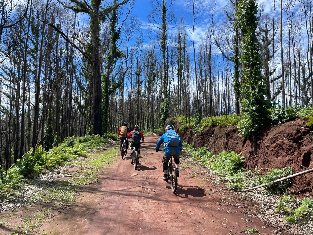 Auf trockenem Madeira Eis.