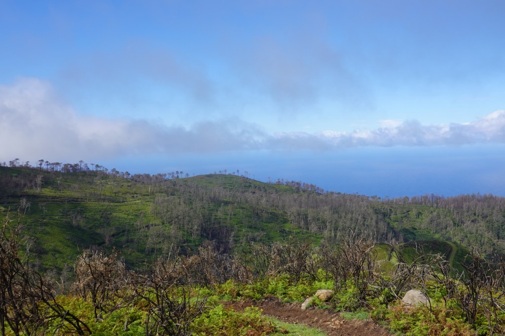 Abgebrannte Sträucher oberhalb von Ponta do Pargo.