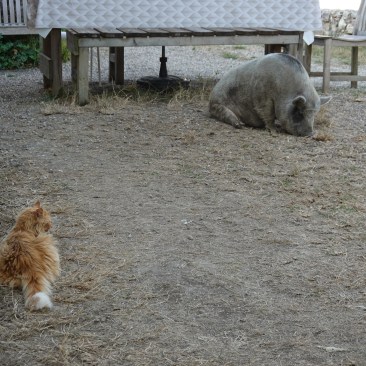 Schwein und Katze chillen. So wie wir auch.