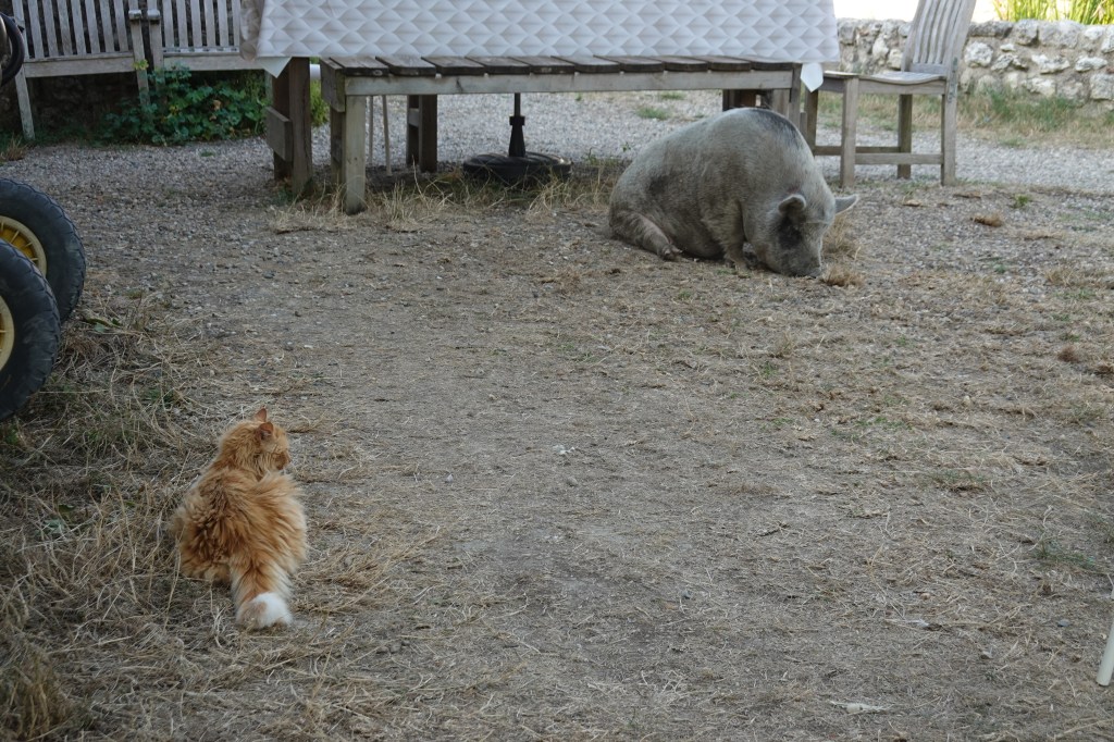 Schwein und Katze chillen. So wie wir auch.